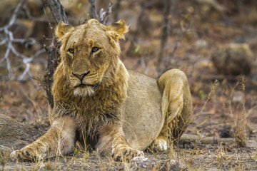 African lion in Kruger National park, South Africa
