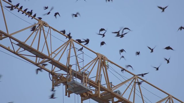 Flock Of Crows Flying Off Yellow Building Crane