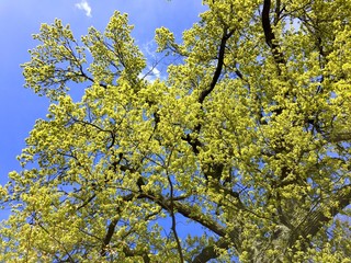 Eiche im Frühjahr