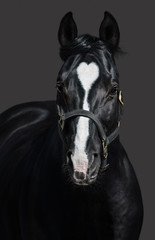 Obraz na płótnie Canvas Black horse in halter with heart mark. Unigue and rare colored.