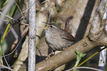Eurasian wren (Troglodytes troglodytes)