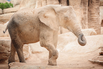 Fototapeta premium Elephant having a sand shower