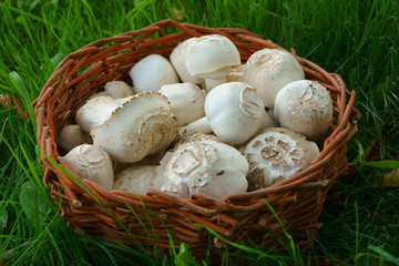 fresh champignon mushrooms