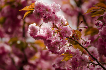 Branch of blossoming Japanese cherry