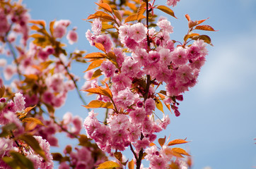 Pink Japanese cherry in blossom on the blue sky how background