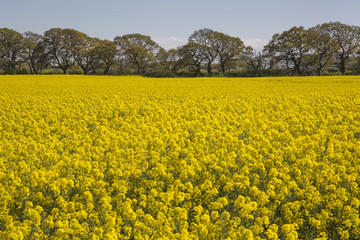 Wirral Rapeseed Field