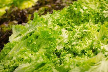 Fresh lettuce