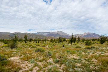 Fototapeta na wymiar Field of ocotillo in Southern California desert.