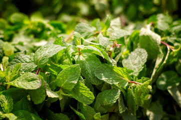 Fresh mint bush in supermarket