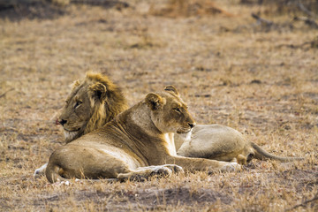 African lion in Kruger National park, South Africa
