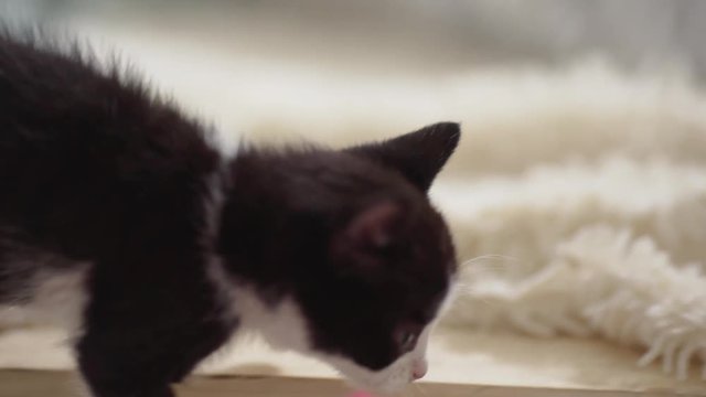 Black little kitten with white snout carefully walking on carpet in slowmotion