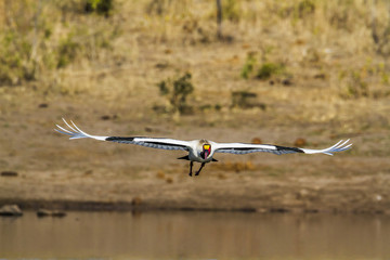 Saddle-billed stork in Kruger National park, South Africa