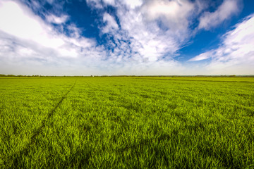 Green wheat field