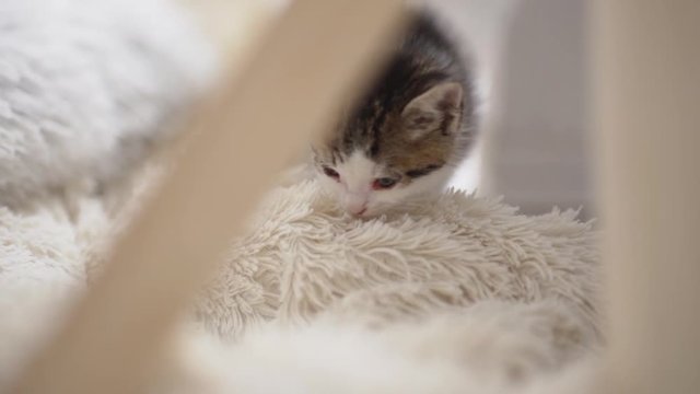 Close up footage of small cute white and black kitten carefully taking first steps in slowmotion