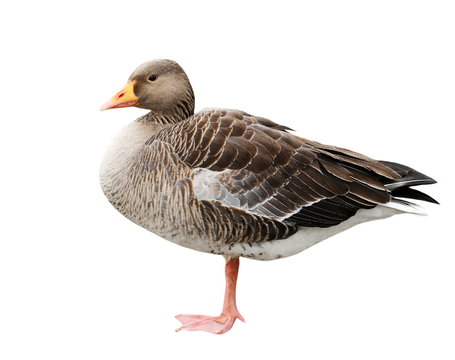 Greylag goose isolated on white, Anser anser