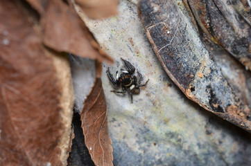 Jumping Spider (Hasarius adansoni)