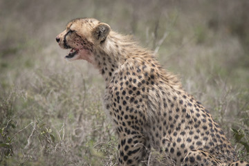 Cheetah with Bloody Face
