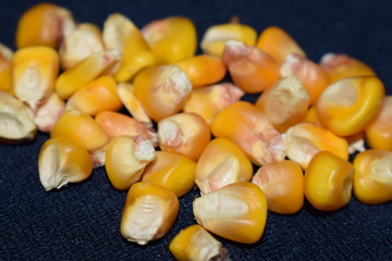  Corn in the grain