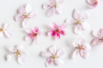 top view on white background filling with sakura flowers. Concept of love. hi key spring pattern. Dof on sakura flower. top view. flat lay.