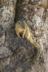 Smith bush squirrel in Kruger National park, South Africa