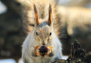 portrait of a squirrel eats nuts on a stump sitting on a white isolated background