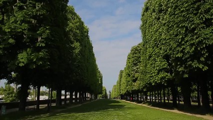 Tree Passage in Paris
