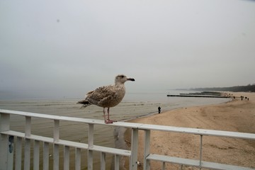 Kołobrzeg, widok na plażę i molo