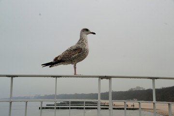 Kołobrzeg, widok na plażę i molo