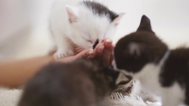 Close up footage of four small whaite and black kittens licking human's hand in slowmotion