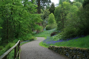 spring woodland