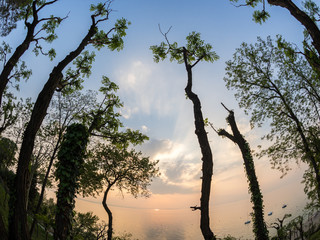 Lange Dürre Bäume am Seeufer vor Sonnenuntergang, Gardasee, Fossalta, Italien