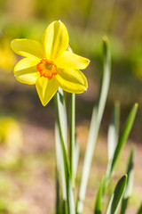 Fototapeta premium Close up of yellow narcissus with shallow depth of field and beautiful bokeh