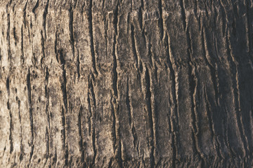Coconut tree texture