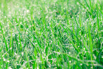 Abstract green natural background. Fresh spring grass with drops on natural defocused light green background.