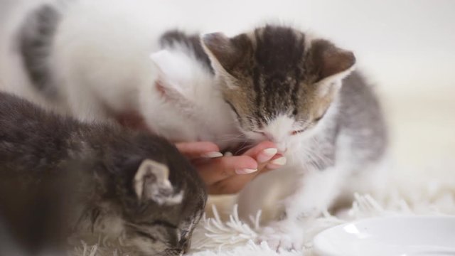Close up footage of three little kittens eating from human's hand and licking it in slowmotion