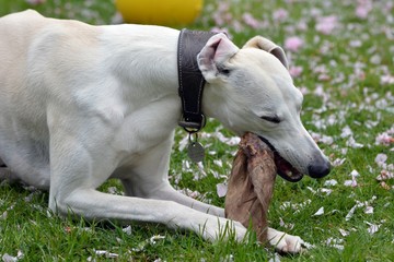 Fototapeta premium Whippet frisst Kuhohr