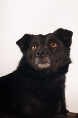 Mixed breed black dog portrait