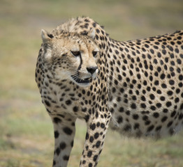 Graceful Cheetah