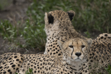 Fototapeta na wymiar Cheetah Brothers