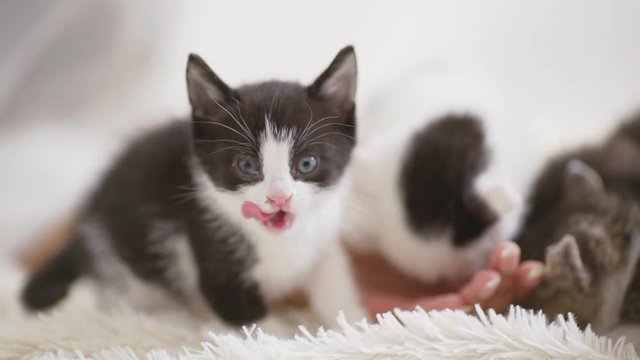 Close up footage of four cute little kittens messing around and eating from human's had in slowmotion