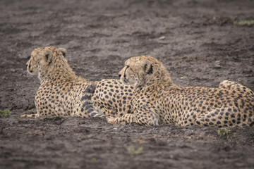 Cheetah Brothers