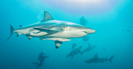 Obraz premium Oceanic Blacktip Shark