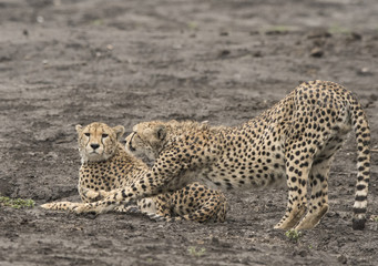 Cheetah Stretching