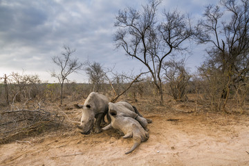 Naklejka premium Southern white rhinoceros in Kruger National park, South Africa