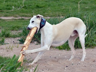 Whippet frisst Stock