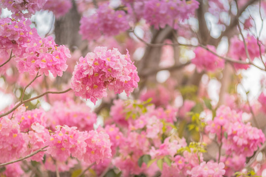 Sweet pink flower blossom in spring season