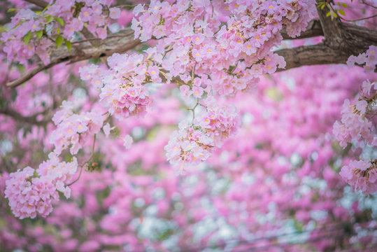 Sweet pink flower blossom in spring season