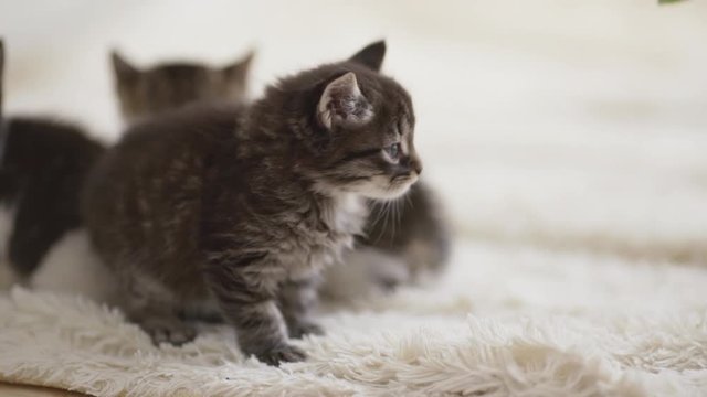 Small black kitten exploring new world while another kittens messing around on background in slowmotion