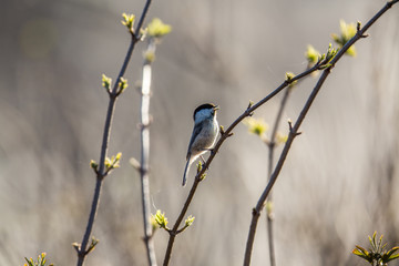 Beutelmeise im Gegenlicht vom Sonnenuntergang