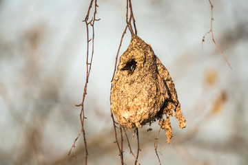 Fototapeta premium Nest der Beutelmeise